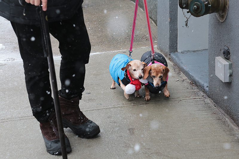 Snowstorm : 2021 : New York : Personal Photo Projects :  Richard Moore Photography : Photographer : 